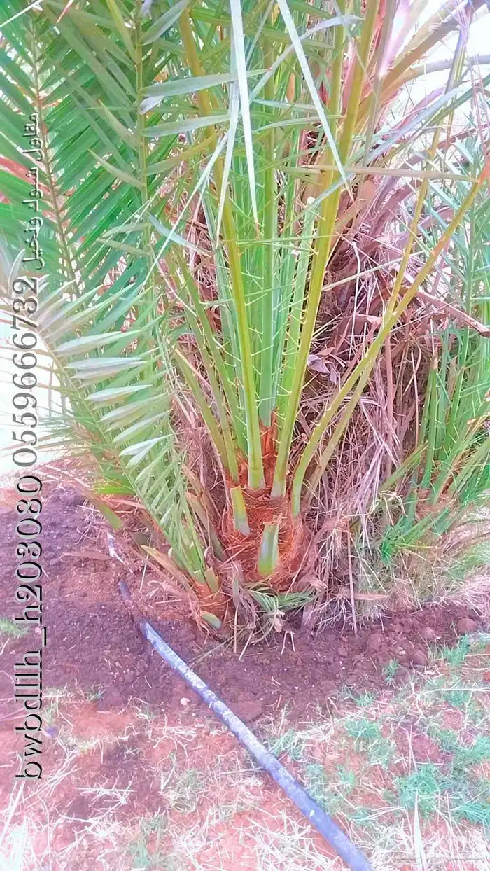 نخل القصيم نخل للبيع جثايث سكري ونانه سكري حمراء برحي 3