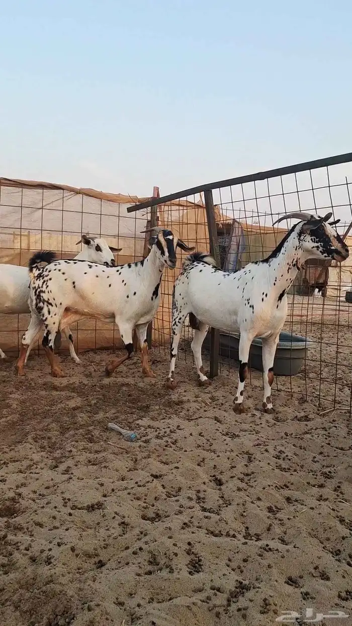 معزاء بيشيات صنف الصنف 1