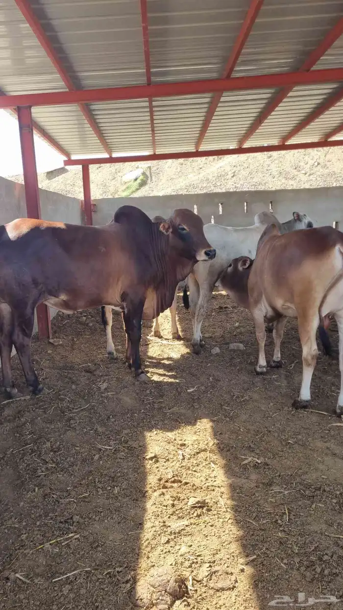 حسلان بلدي 2