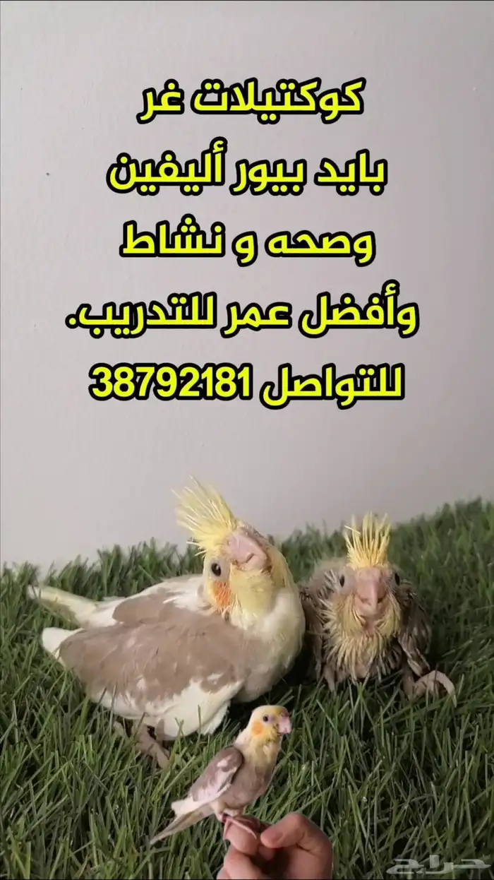 كوكتيلات غر بايد بيور بيرل 0
