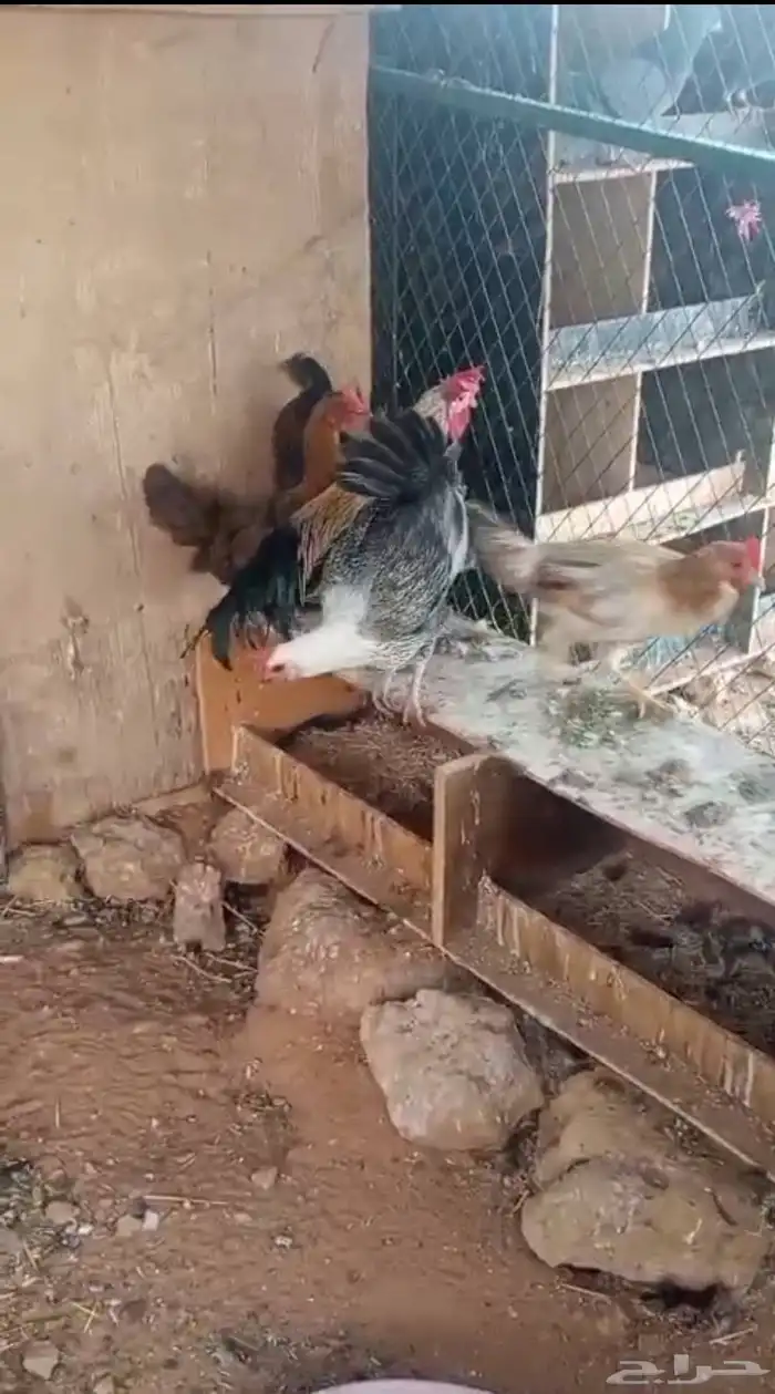 دجاج بلدي للبيع الخرج 0