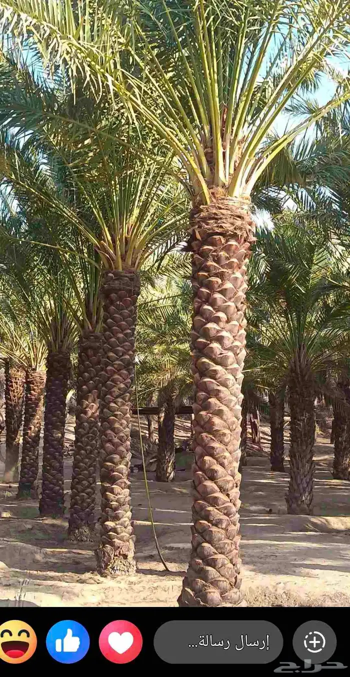 نخل للبيع مقاسات وتكريم جديد 0