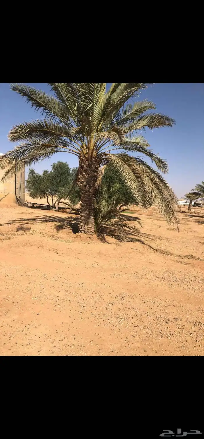 نخل برحي للبيع . المجمعه 0