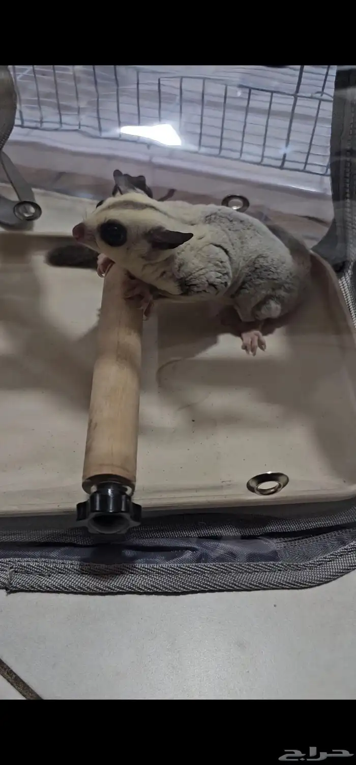 سنجاب طائر شوقر قلايدر 0