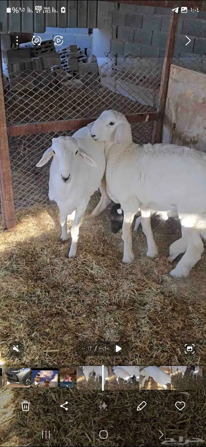 طليان حريات 2 0