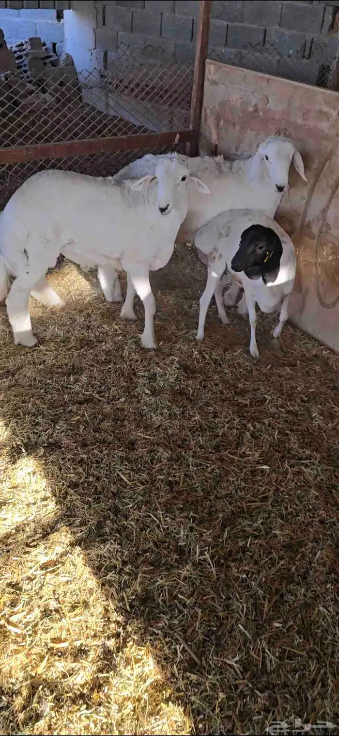 طليان حريات 2 1