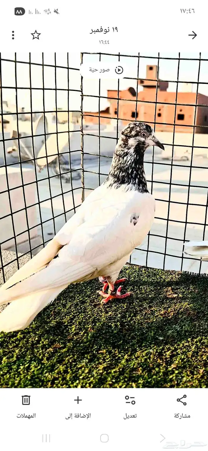 باكستاتي تيدي 2