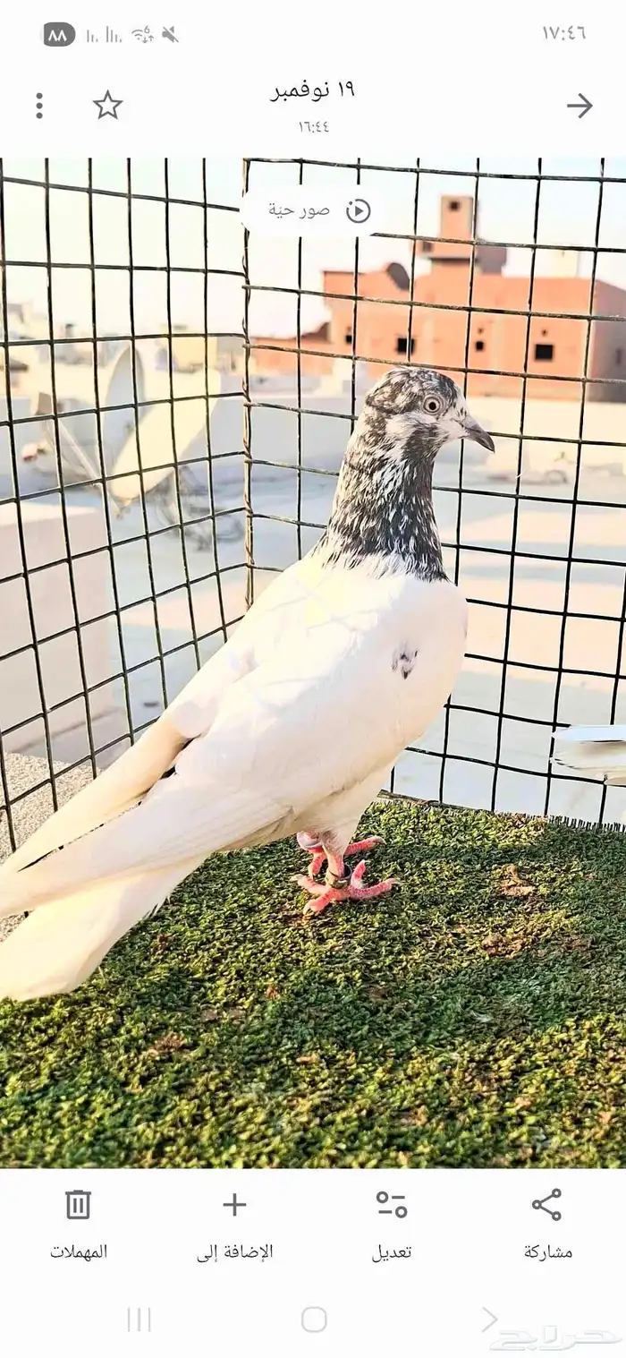 باكستاتي تيدي 4