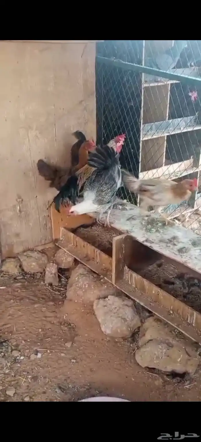 دجاج بلدي للبيع الخرج 1