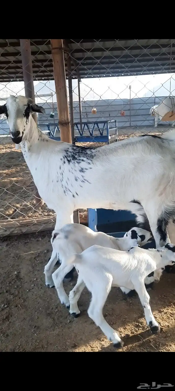 جفره رباع بيشيه صنف الصنف تحتها 2 مشاريع فحول 1