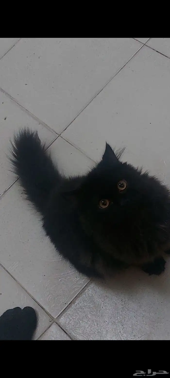 قط ذكر من سلالة الهملايا للتبني 0