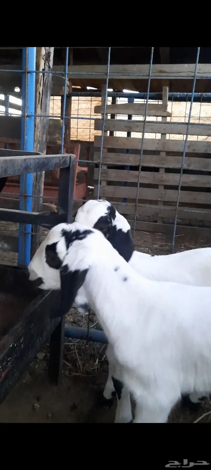 جفره رباع بيشيه صنف الصنف تحتها 2 مشاريع فحول 5