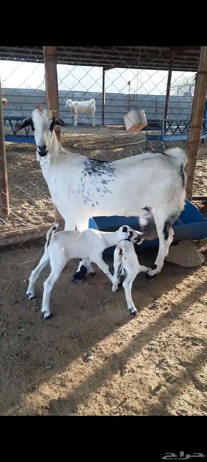 جفره رباع بيشيه صنف الصنف تحتها 2 مشاريع فحول 0