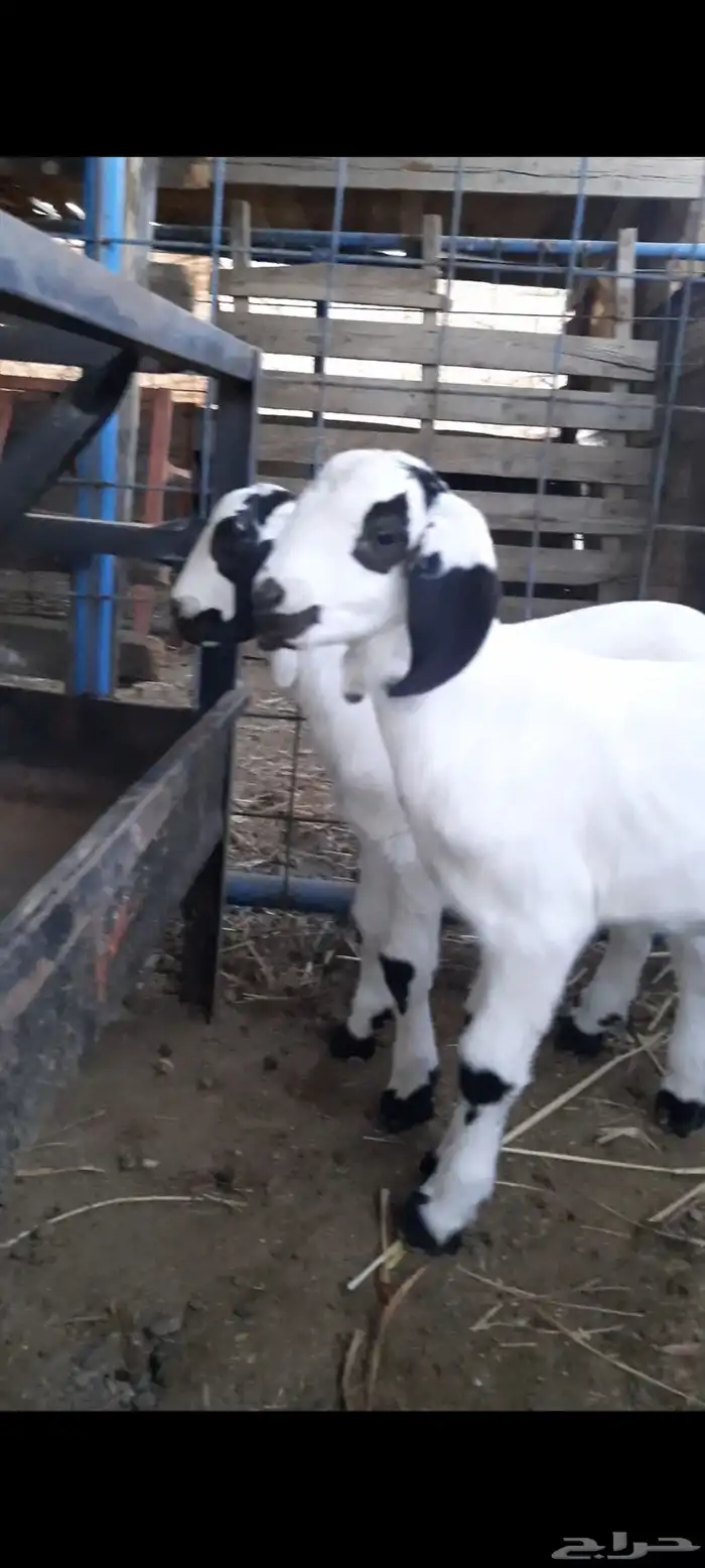 جفره رباع بيشيه صنف الصنف تحتها 2 مشاريع فحول 4