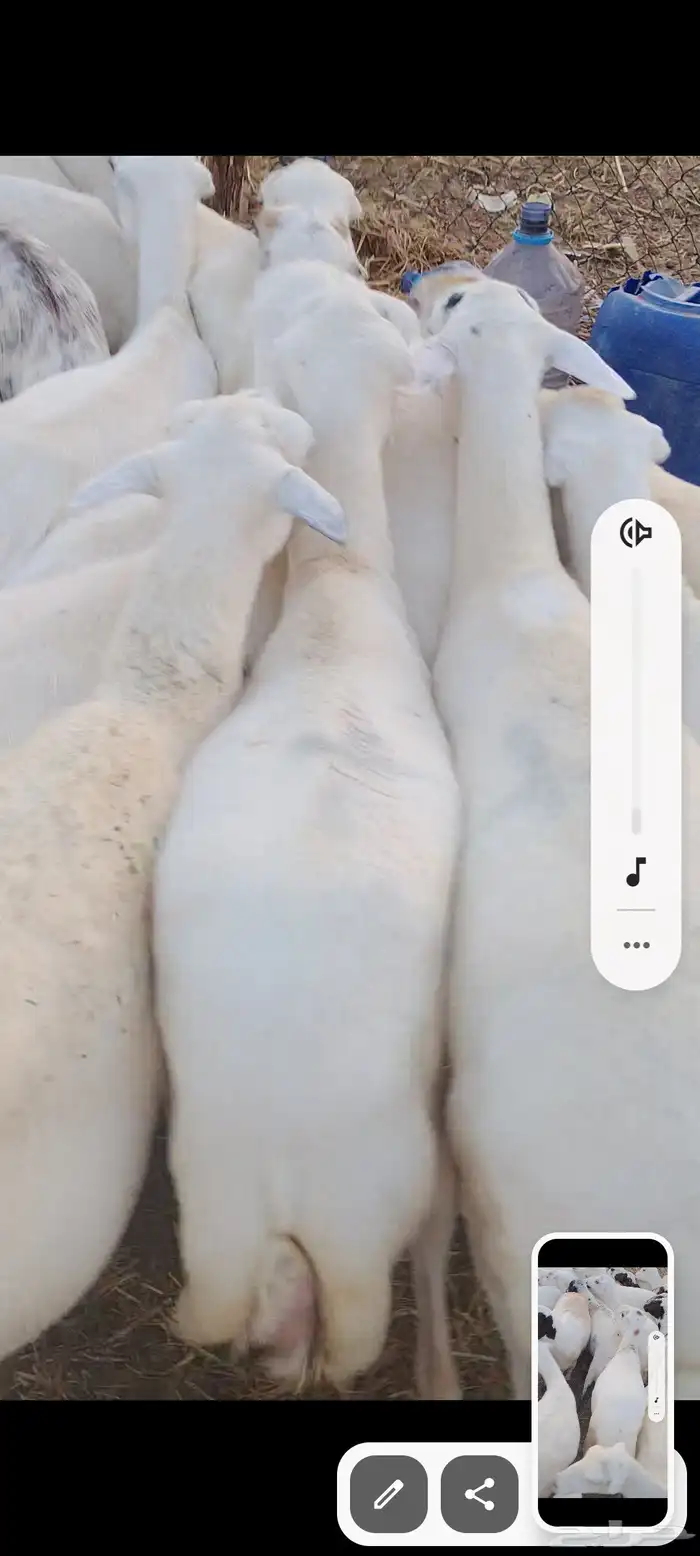 ضأن رفيدي قرايب دفيع علا الشرط سنها ثني ربع سديس ديودها سليم 2