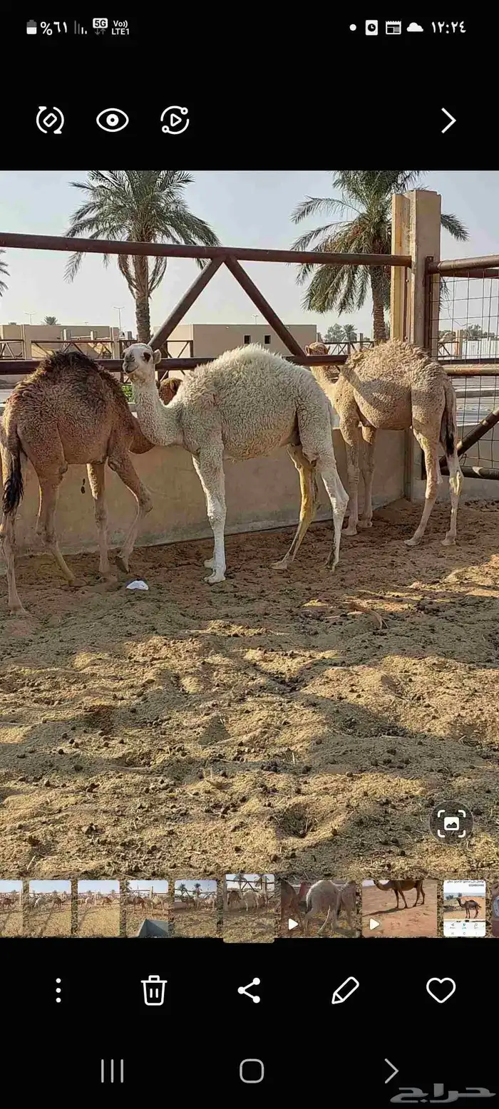 قعودين وبكره 1