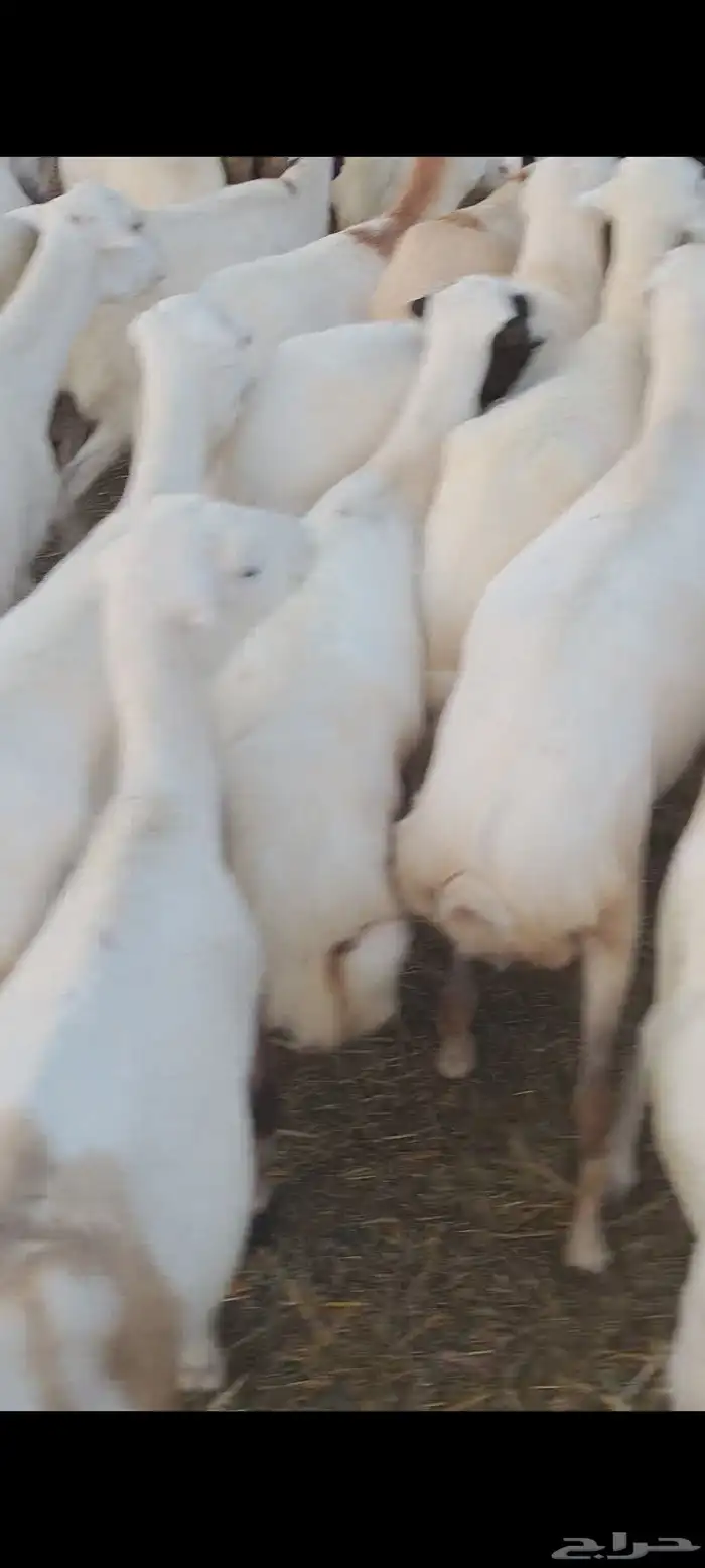 ضأن رفيدي قرايب دفيع علا الشرط سنها ثني ربع سديس ديودها سليم 0