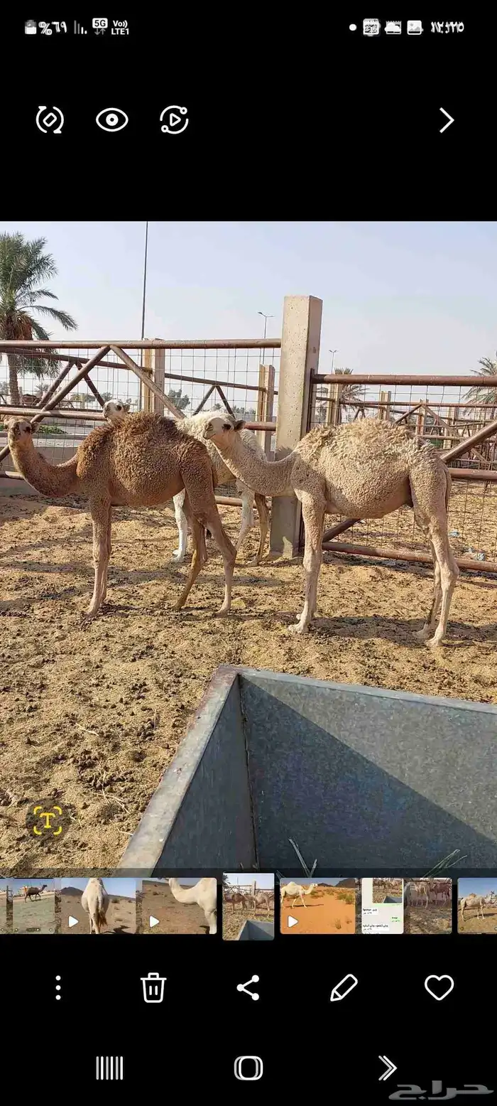 قعودين وبكره 0