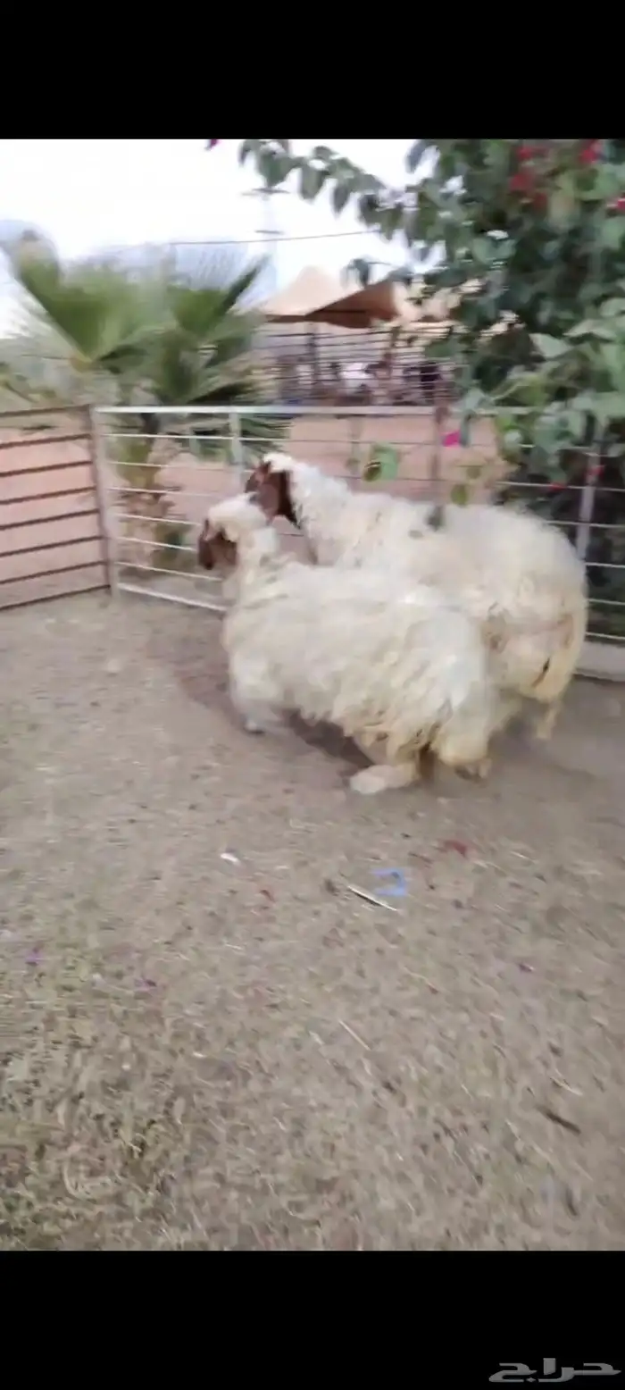 رغوث نعيمية طيبه تحتها جذعه فل 0