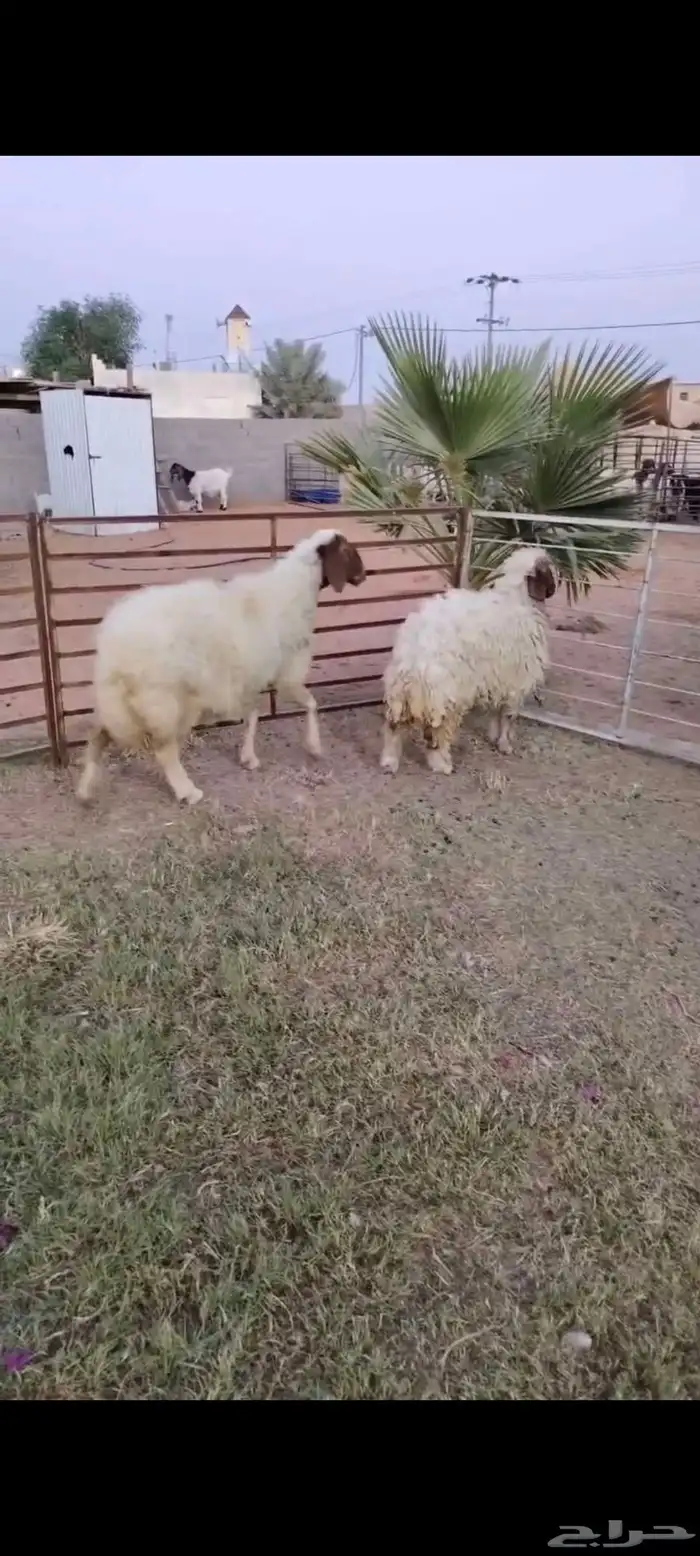 رغوث نعيمية طيبه تحتها جذعه فل 1