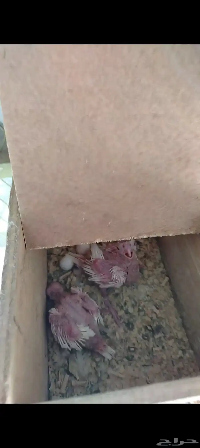 زوج كروان البينو عيون حمر 0