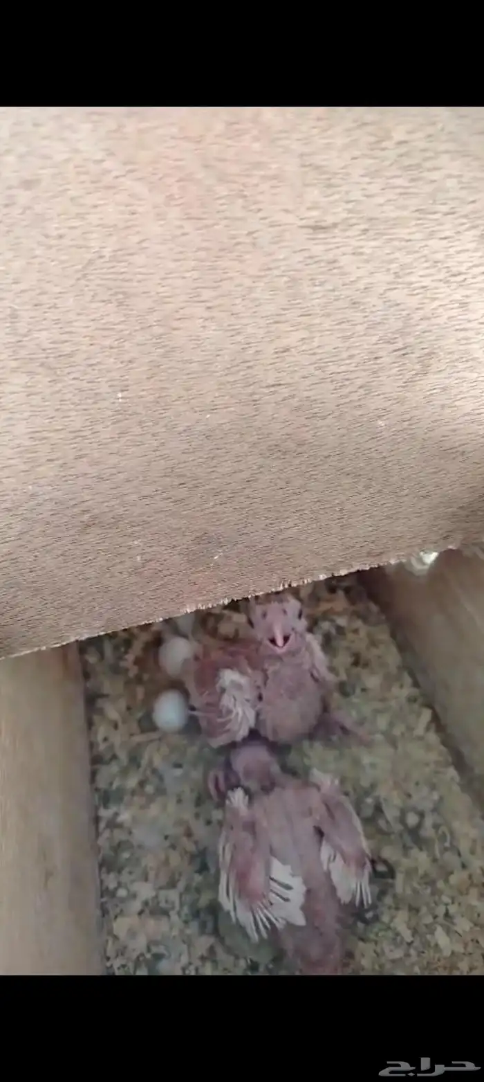 زوج كروان البينو عيون حمر 1