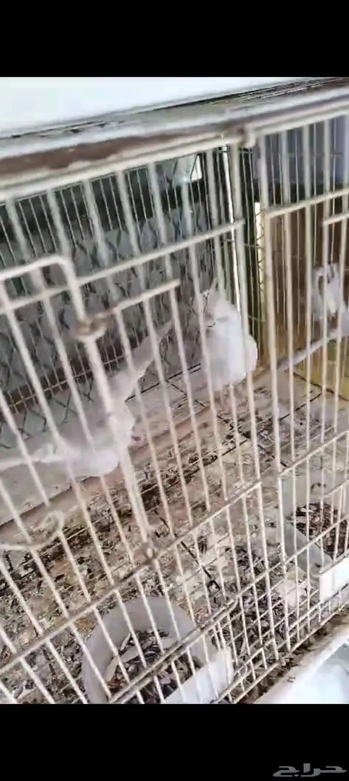 زوج كروان البينو عيون حمر 3