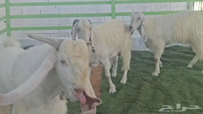 3 معزا بيض مشاريك مقاني مقرعات والله يعلم ما في الارحام 5