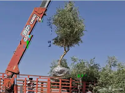 شجر زيتون نيبالي محسن احجام كبيره index