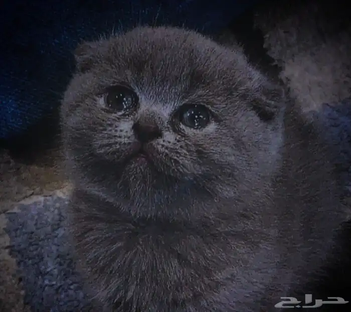 للبيع 4 اناث واحد ذكر كيتن سكوتش فولد وراغدول 0