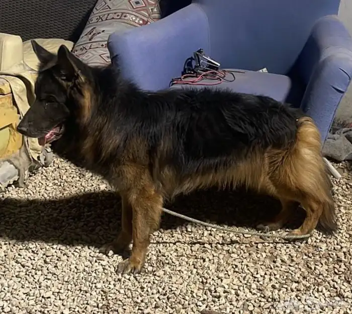 ذكر جيرمن شيبرد شولين دبل كوت 0