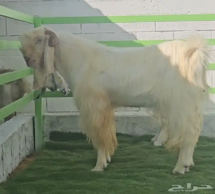 3 معزا بيض مشاريك مقاني مقرعات والله يعلم ما في الارحام 7