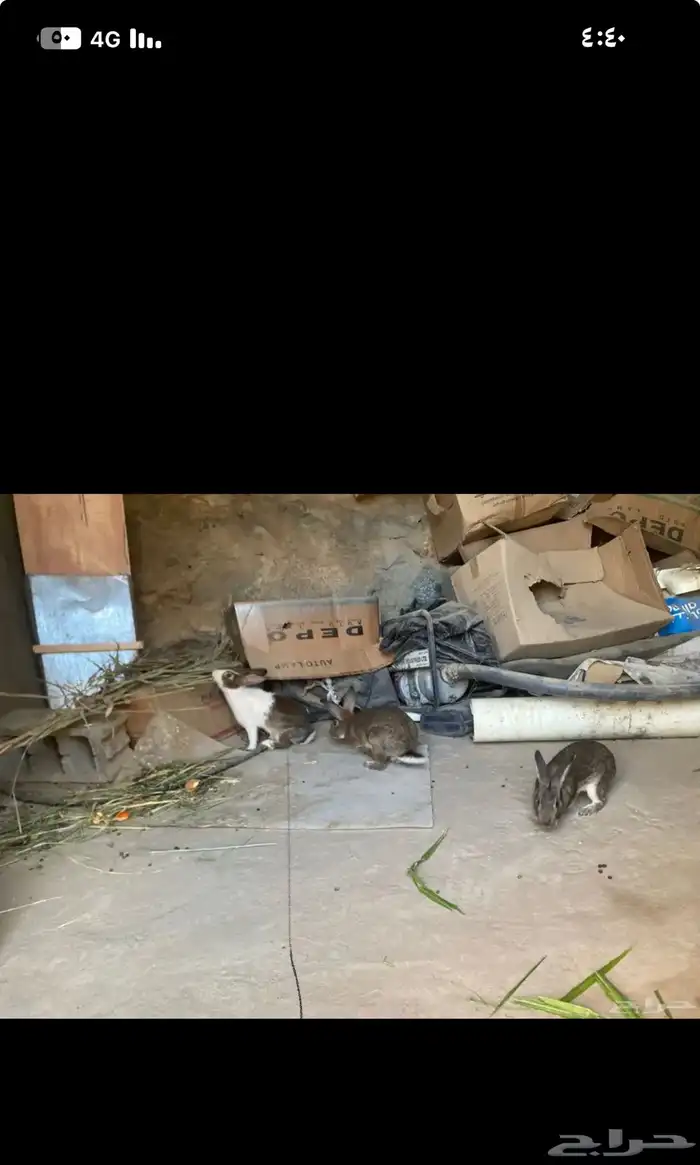 ثلاثه أرانب للبيع ثنين ذكور وأنثى للبيع 3