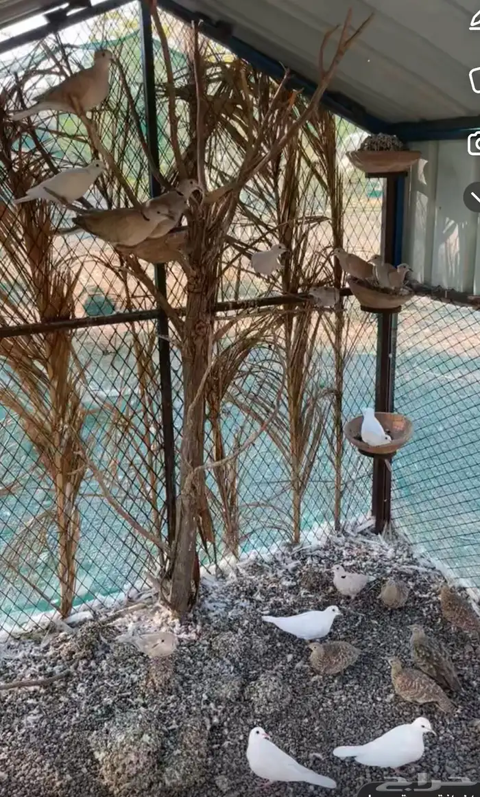 غطاط وقمري هولندي منتج 2