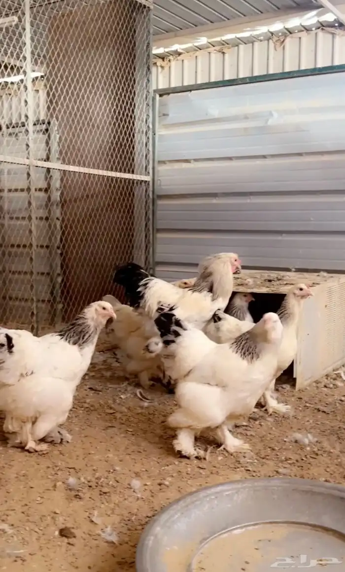 للبيع بيض مخصب براهما كولومبي كونك 11