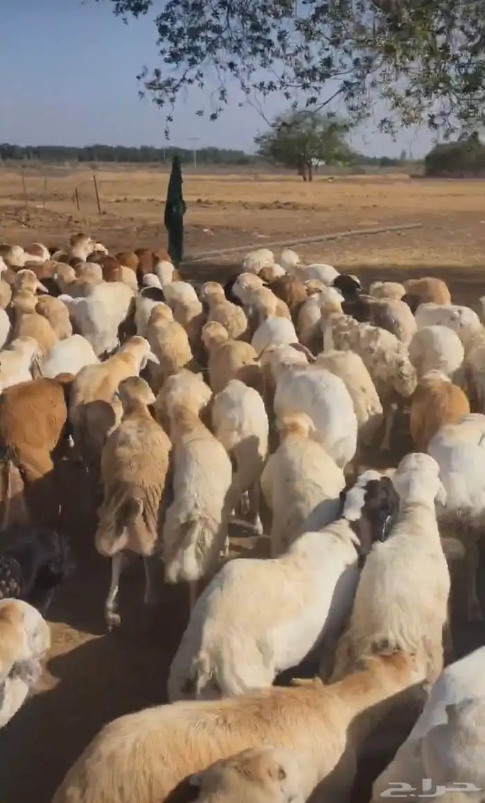 رفيدي مرابي فل الفل جودة وسعر 1