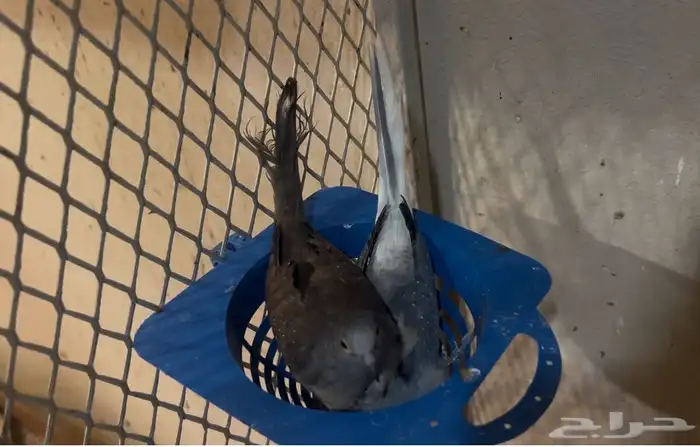 يمام ماسي جملة 3