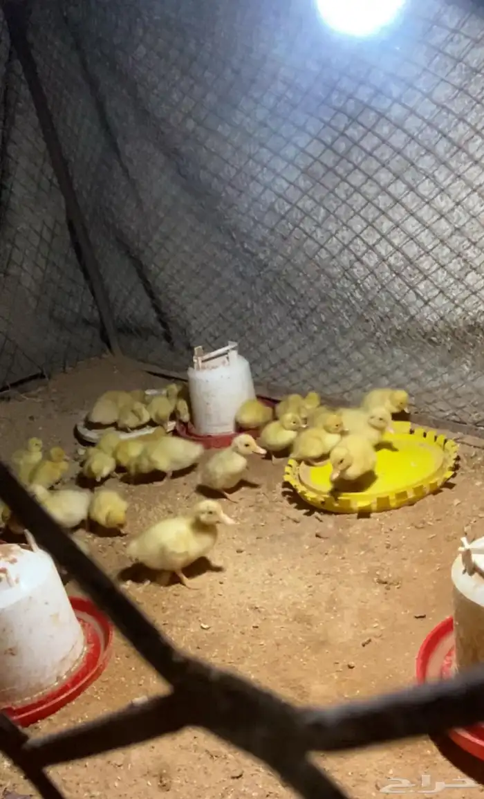 موجود صوص بط بكيني 0