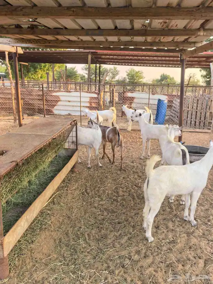 تيوس ذبائح مرباه ثلاثه شهور صحتها طيبه 0