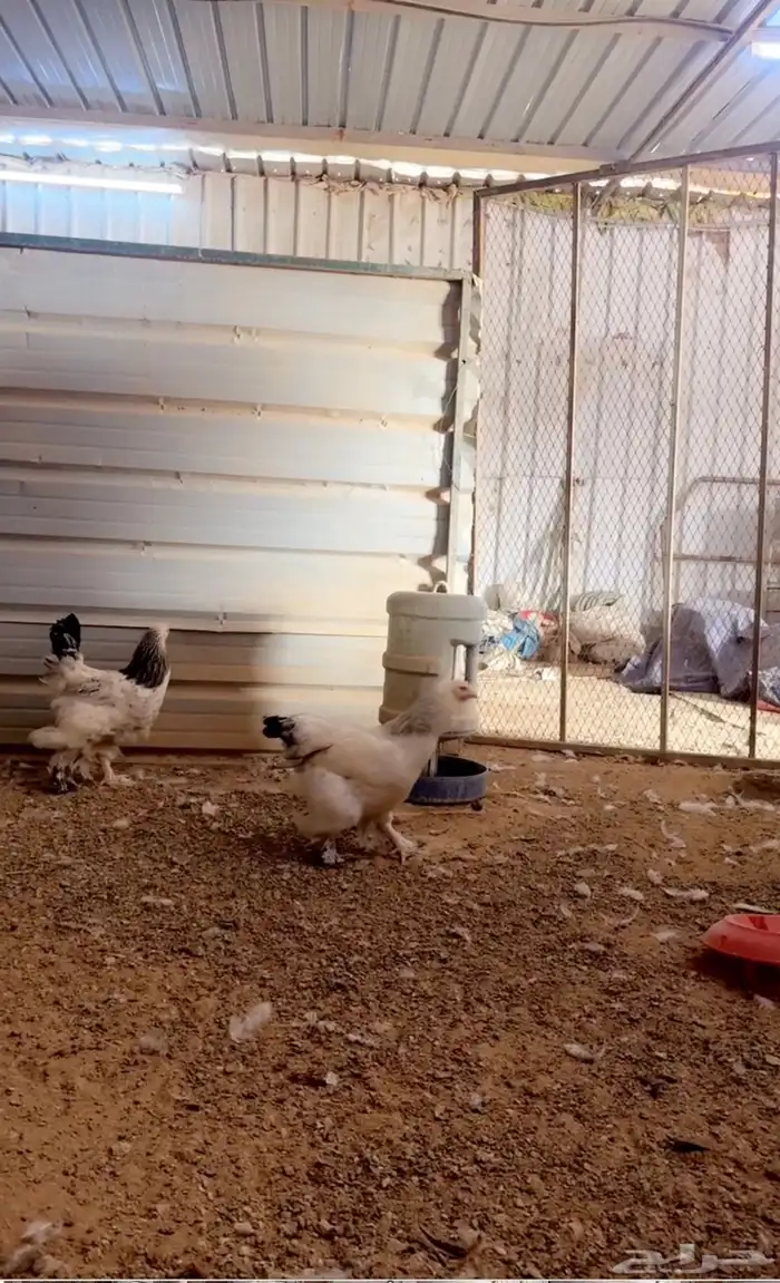 للبيع بيض مخصب براهما كولومبي كونك 17