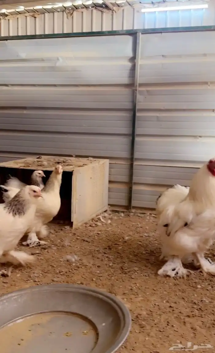 للبيع بيض مخصب براهما كولومبي كونك 13