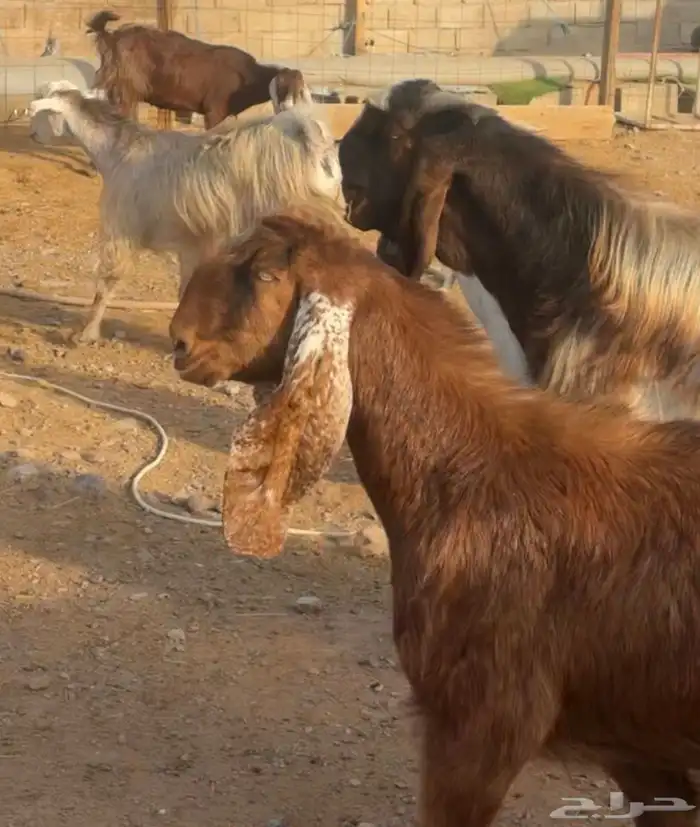 جفار ومعزا مصريات هجين شامي بفحولها مراح 12