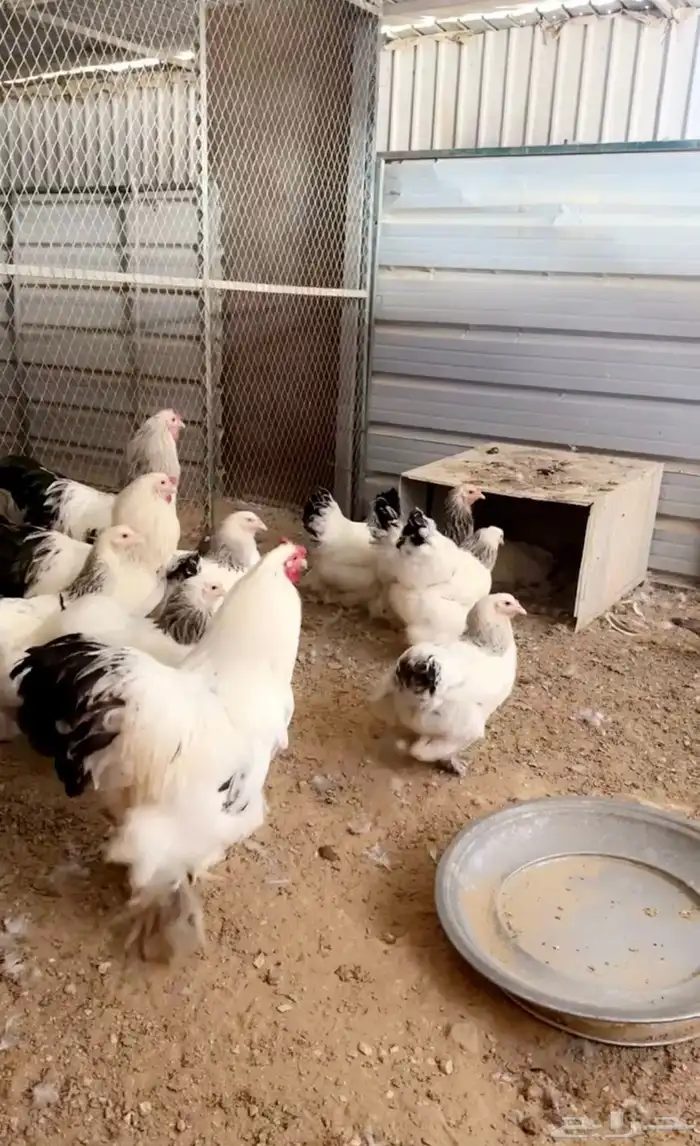 للبيع بيض مخصب براهما كولومبي كونك 14