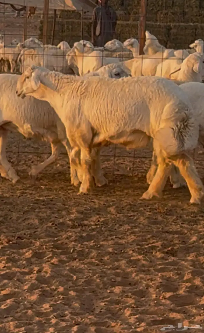 جذع مشروع فحل صنف 0