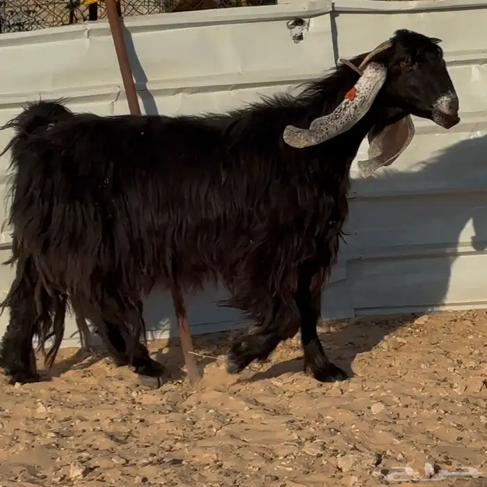 عنز عارضيه فاخره 2