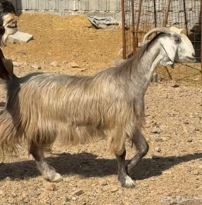 جفار ومعزا مصريات هجين شامي بفحولها مراح 6