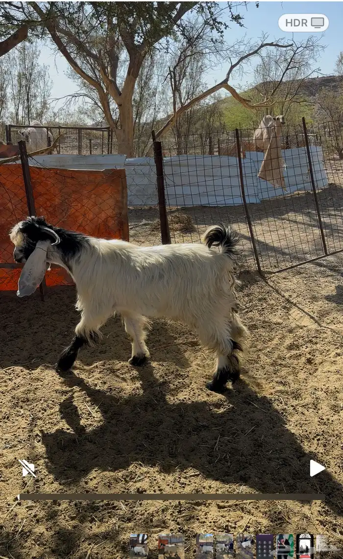 البيع تيس فحل عارضي صنف رقم الجوال 2