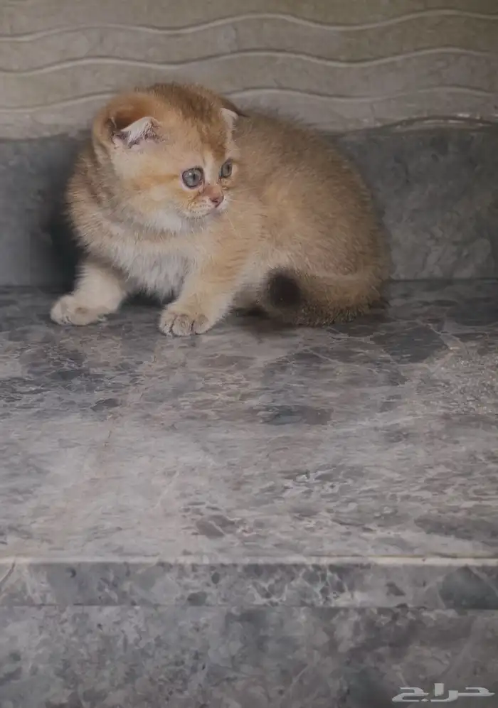 سكوتش فولد 3