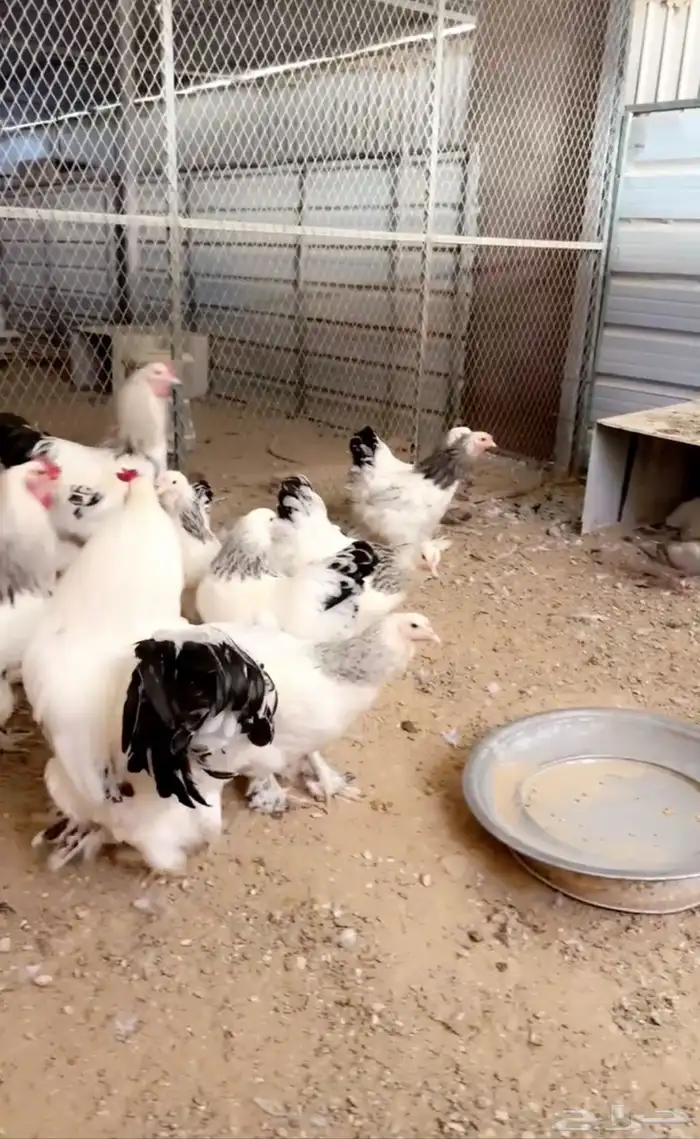 للبيع بيض مخصب براهما كولومبي كونك 15