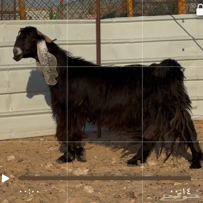 عنز عارضيه فاخره 0